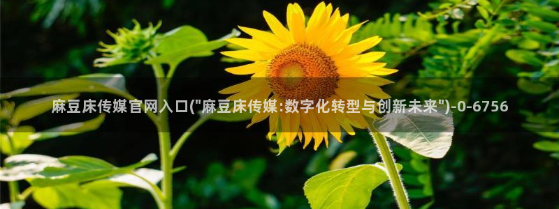 麻豆高清